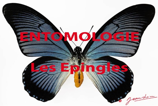 008 Titre Photos Entomologie Epingles