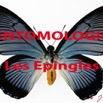 008 Titre Photos Entomologie Epingles