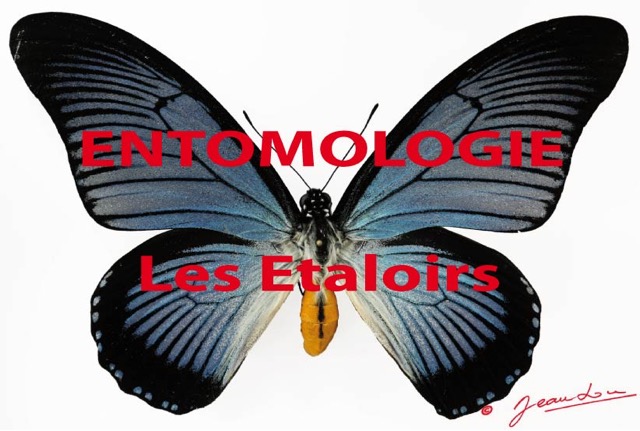 012 Titre Photos Entomologie Etaloirs