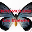 012 Titre Photos Entomologie Etaloirs