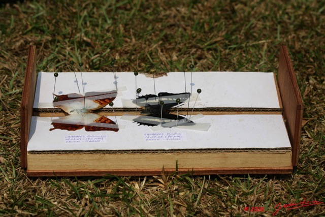 015 Entomologie Etaloir 8EIMG_22404WTMK