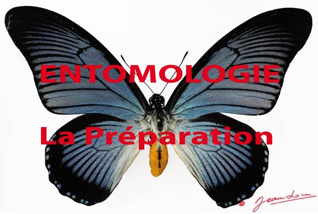 019 Titre Photos Entomologie Preparation