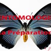019 Titre Photos Entomologie Preparation