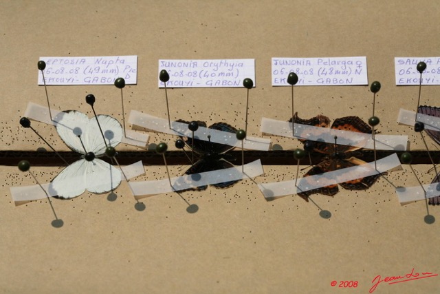 028 Entomologie Etaloir 8EIMG_22389WTMK