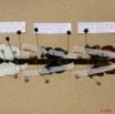 028 Entomologie Etaloir 8EIMG_22389WTMK