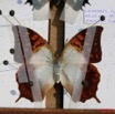 029 Entomologie Etalement Papillon 8EIMG_22408WTMK