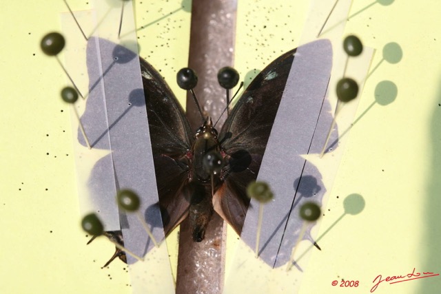 030 Entomologie Papillon Etale 8EIMG_22386WTMK