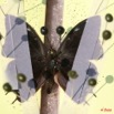 030 Entomologie Papillon Etale 8EIMG_22386WTMK
