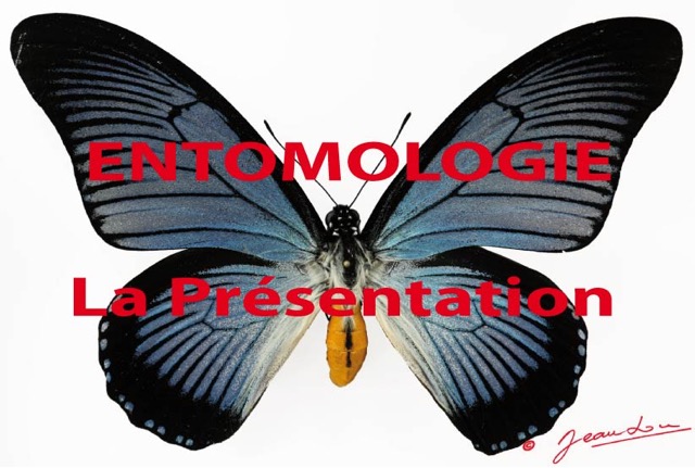 034 Titre Photos Entomologie Presentation