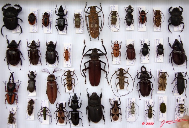 036 Insectes Coleopteres Boite 1 9E5KIMG_51859wtmk