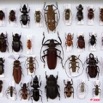 036 Insectes Coleopteres Boite 1 9E5KIMG_51859wtmk