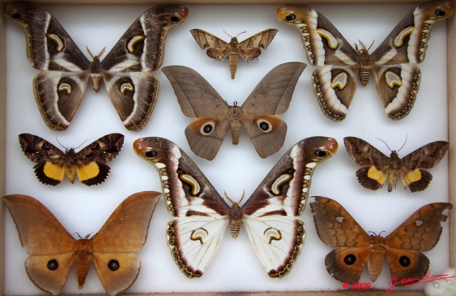 037 Papillons Heteroceres Boite 1 9E5KIMG_51857wtmk