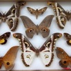 037 Papillons Heteroceres Boite 1 9E5KIMG_51857wtmk