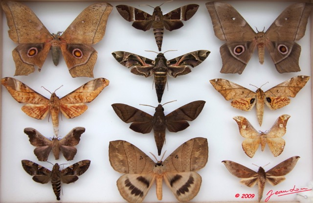 038 Papillons Heteroceres Boite 2 9E5KIMG_51860wtmk