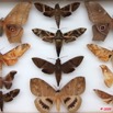 038 Papillons Heteroceres Boite 2 9E5KIMG_51860wtmk