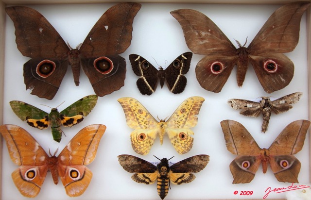 039 Papillons Heteroceres Boite 3 9E5KIMG_51861wtmk