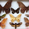 039 Papillons Heteroceres Boite 3 9E5KIMG_51861wtmk
