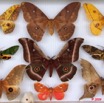 040 Papillons Heteroceres Boite 4 9E5KIMG_51868wtmk