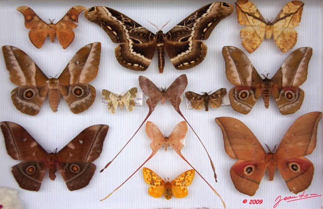 041 Papillons Heteroceres Boite 5 9E5KIMG_51869wtmk