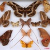 041 Papillons Heteroceres Boite 5 9E5KIMG_51869wtmk
