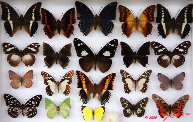 044 Papillons Rhopaloceres Boite 3 9E5KIMG_51864wtmk