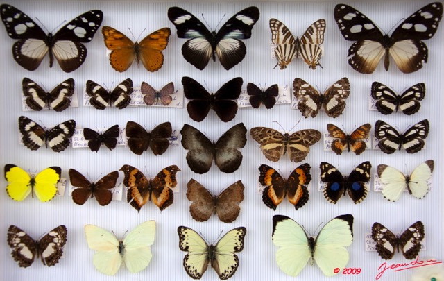 045 Papillons Rhopaloceres Boite 4 9E5KIMG_51866wtmk