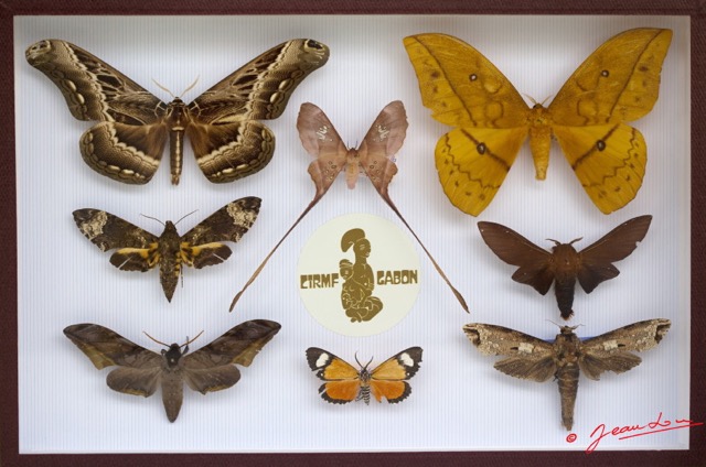046 Entomologie CIRMF Boite 13 9E5K2IMG_55675wtmk