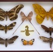 046 Entomologie CIRMF Boite 13 9E5K2IMG_55675wtmk