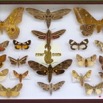 048 Entomologie CIRMF Boite 11 9E5K2IMG_55673wtmk