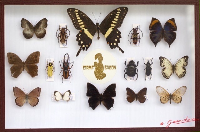 049 Entomologie CIRMF Boite 12 9E5K2IMG_55674wtmk