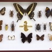 049 Entomologie CIRMF Boite 12 9E5K2IMG_55674wtmk