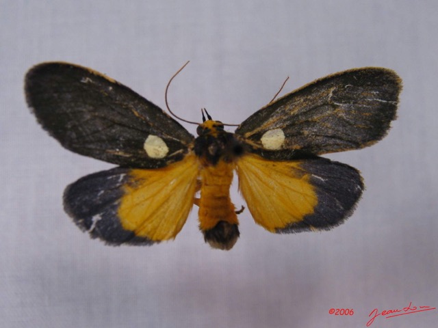 001 Heterocera (FD) Aganaidae Carpostalagma sp IMG_3244WTMK.jpg