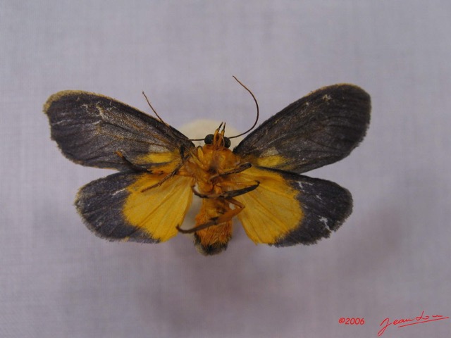 002 Heterocera (FV) Aganaidae Carpostalagma sp IMG_3245WTMK.jpg