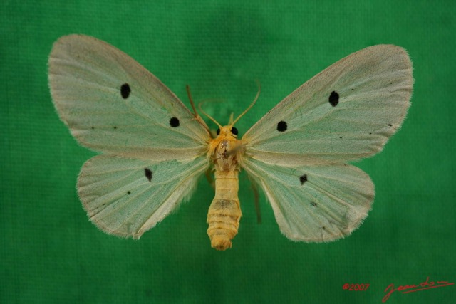 005 Heterocera (FD) Aganaidae IMG_3939WTMK.jpg