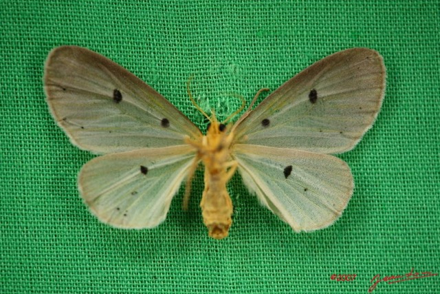 006 Heterocera (FV) Aganaidae IMG_3941WTMK.jpg