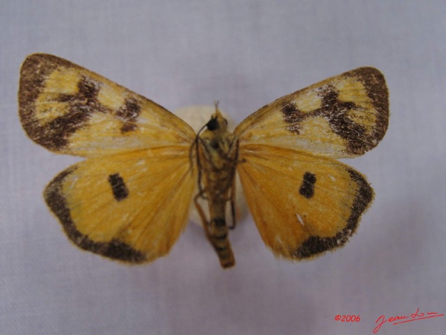 002 Heterocera (FV) Agaristidae Crameria amabilis IMG_3249WTMK.jpg