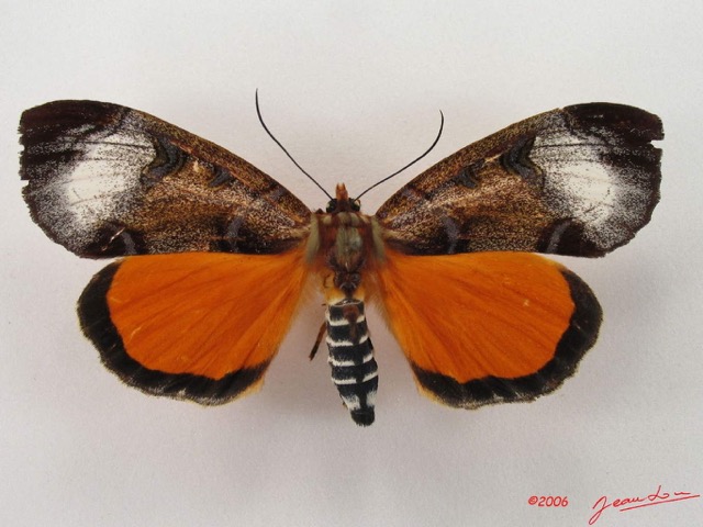 003 Heterocera (FD) Agaristidae Metagarista triphaenoides IMG_4414WTMK.jpg