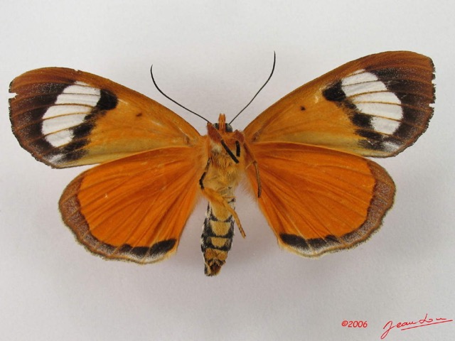 004 Heterocera (FV) Agaristidae Metagarista triphaenoides IMG_4415WTMK.jpg