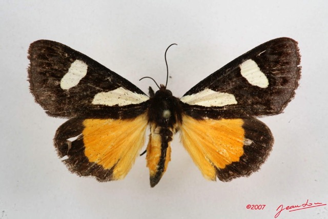 007 Heterocera (FD) Agaristidae Schausia gladiotoria f 7IMG_5782WTMK.jpg