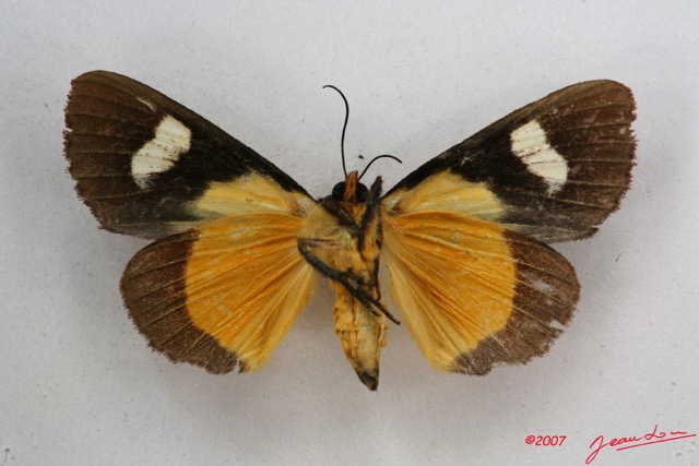 008 Heterocera (FV) Agaristidae Schausia gladiotoria f 7IMG_5785WTMK.jpg