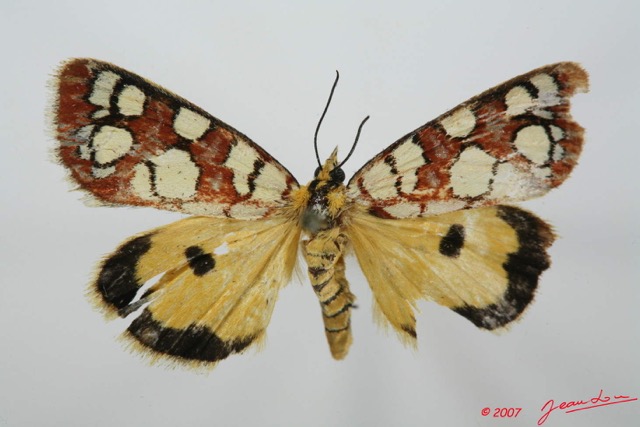 011 Heterocera (FD) Agaristidae Crameria amabilis 7EIMG_2324WTMK.jpg