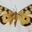 012 Heterocera (FV) Agaristidae Crameria amabilis 7EIMG_2326WTMK.jpg