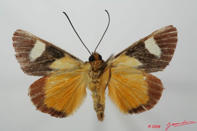 016 Heterocera (FV) Agaristidae Schausia gladiatoria m 8EIMG_18441WTMK.jpg