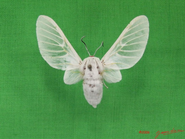 001 Heterocera (FD) Arctiidae IMG_3482WTMK.jpg