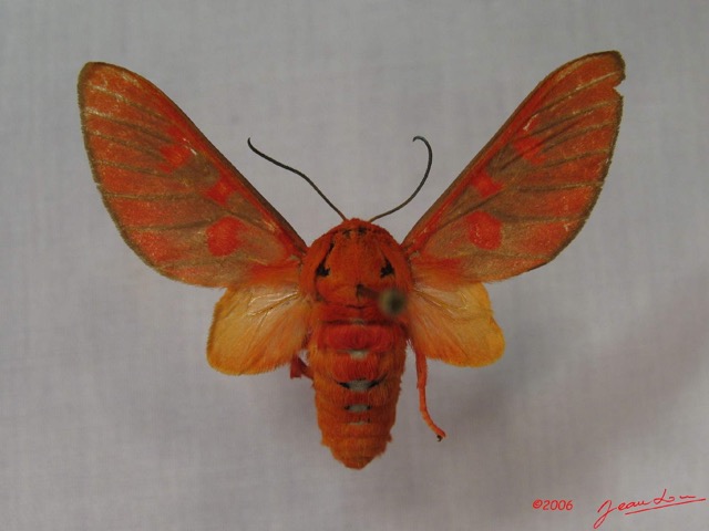 005 Heterocera (FD) Arctiidae IMG_3607WTMK.jpg