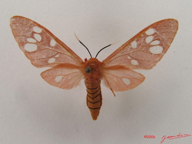 007 Heterocera (FD) Arctiidae IMG_4299WTMK.jpg