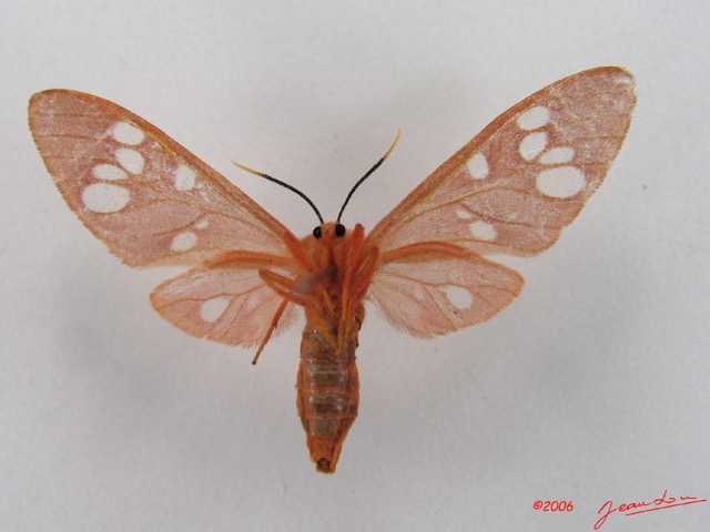 008 Heterocera (FV) Arctiidae IMG_4300WTMK.jpg
