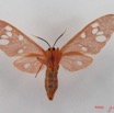 008 Heterocera (FV) Arctiidae IMG_4300WTMK.jpg