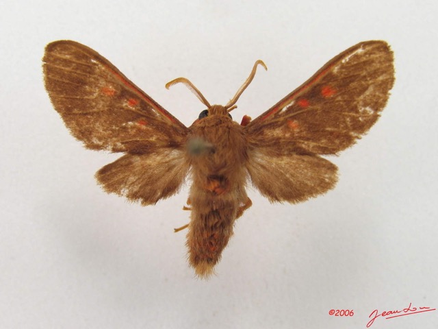 013 Heterocera (FD) Arctiidae IMG_4823WTMK.jpg