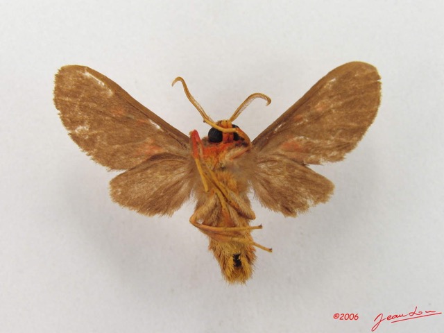 014 Heterocera (FV) Arctiidae IMG_4825WTMK.jpg